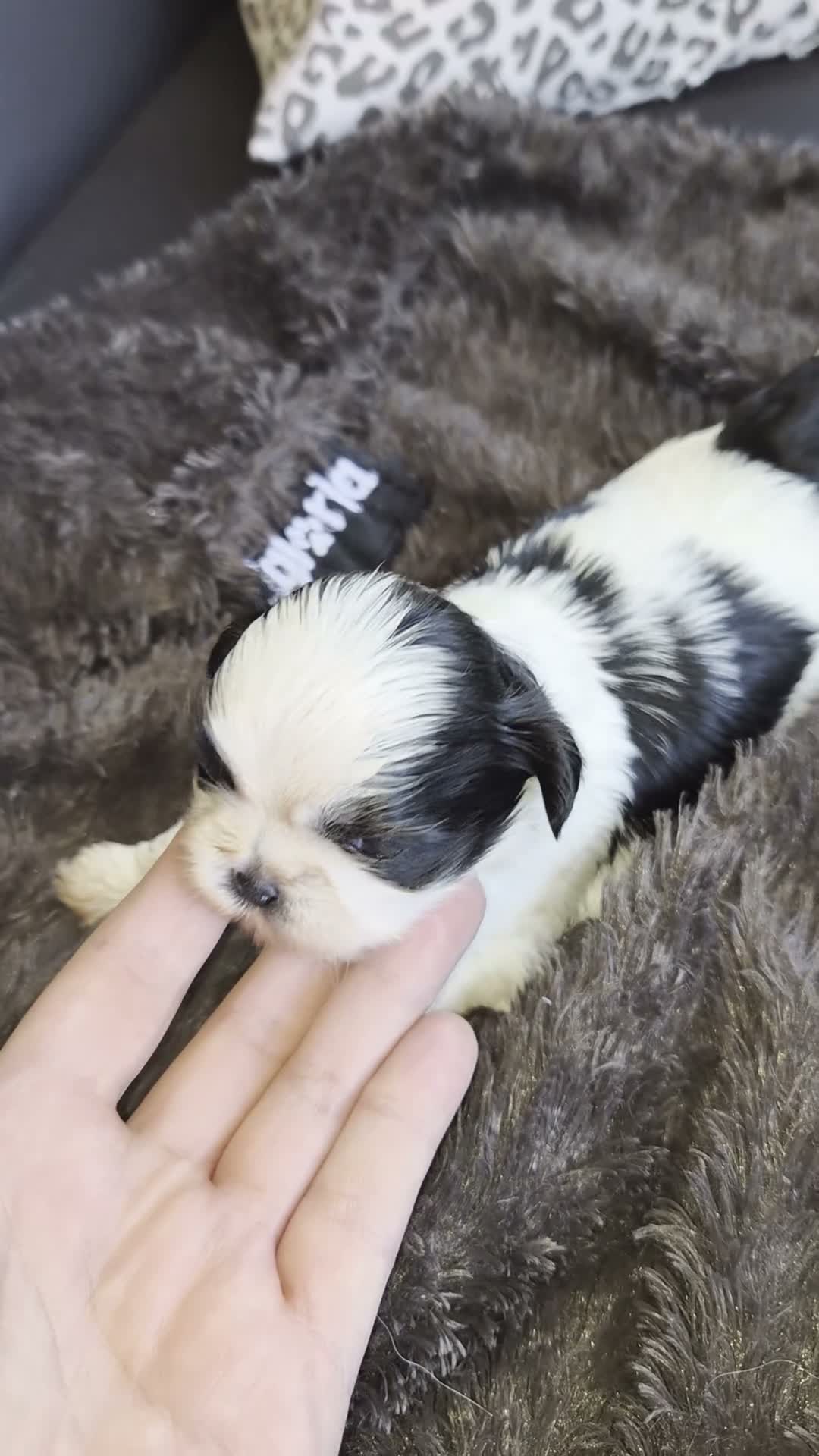 Shih Tzu perros en venta: Hembritas shih tzu - Video 1