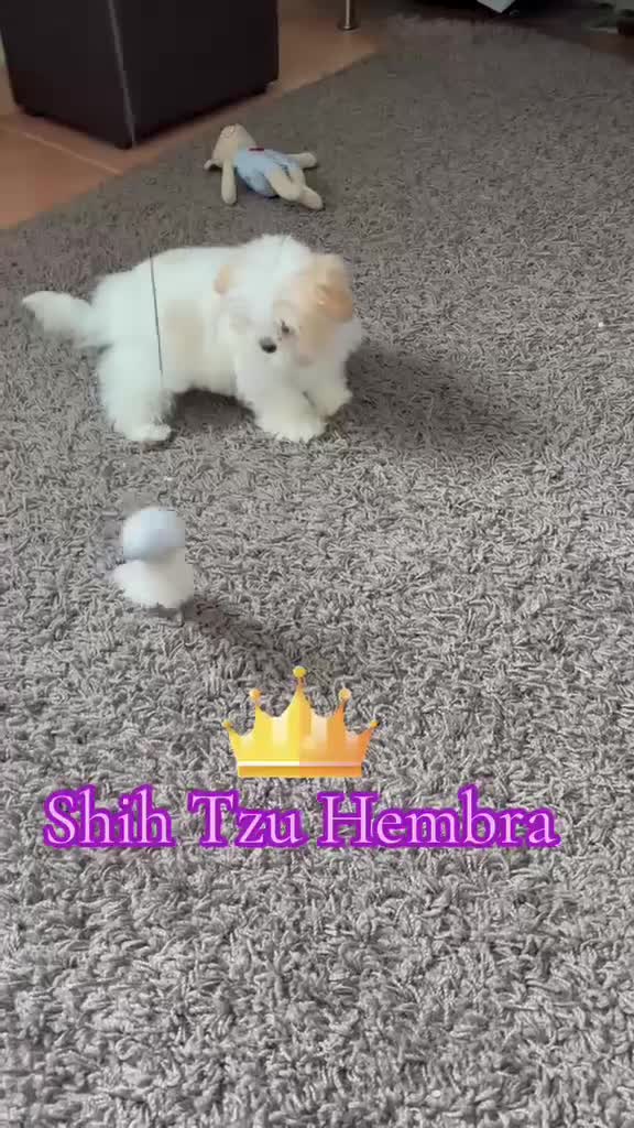 Shih Tzu perros en venta: Shih tzu bicolor hembras !! - Video 1
