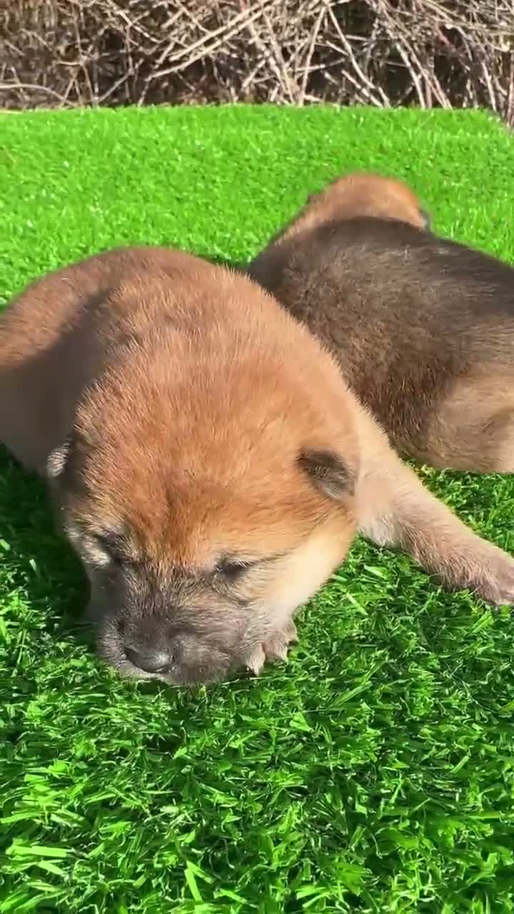 Shiba Inu perros en venta: SHIBA INU - Video 2