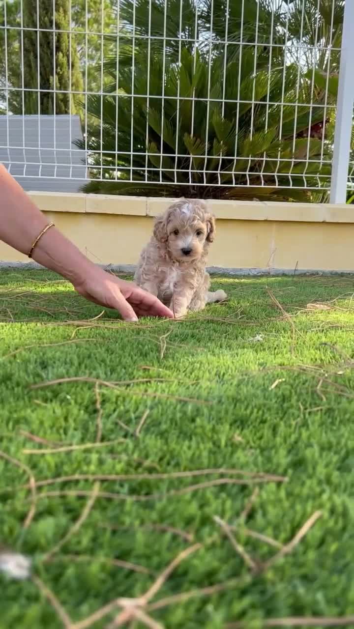 Maltipoo perros en venta: MALTIPOO APRICOT MACHO - Video 1