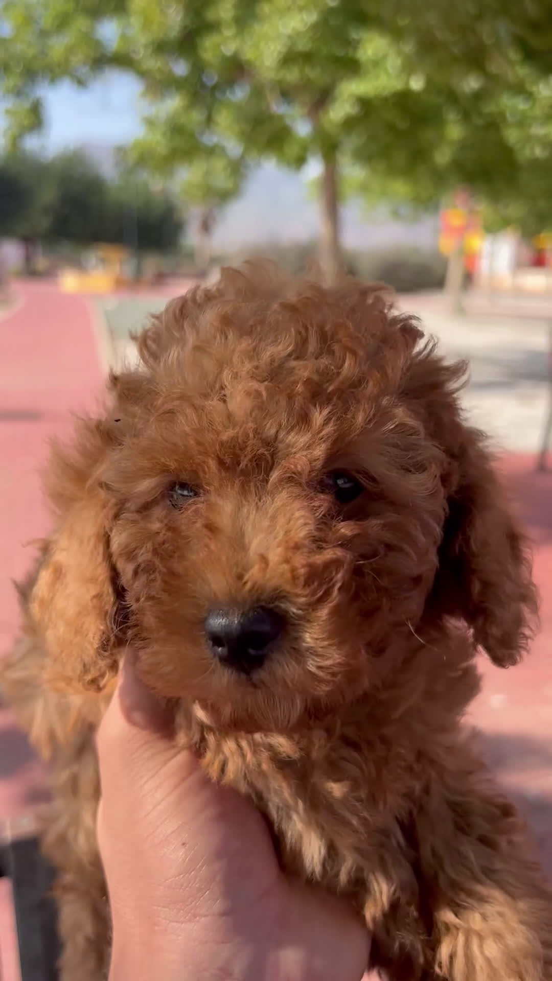 Caniche Toy perros en venta: CANICHE TOY ROJA - Video 1