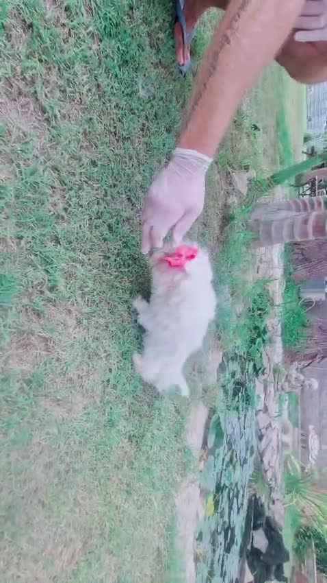 Bichón Maltés perros en venta: Hembrita de bichon maltes miniatura💖 - Video 1