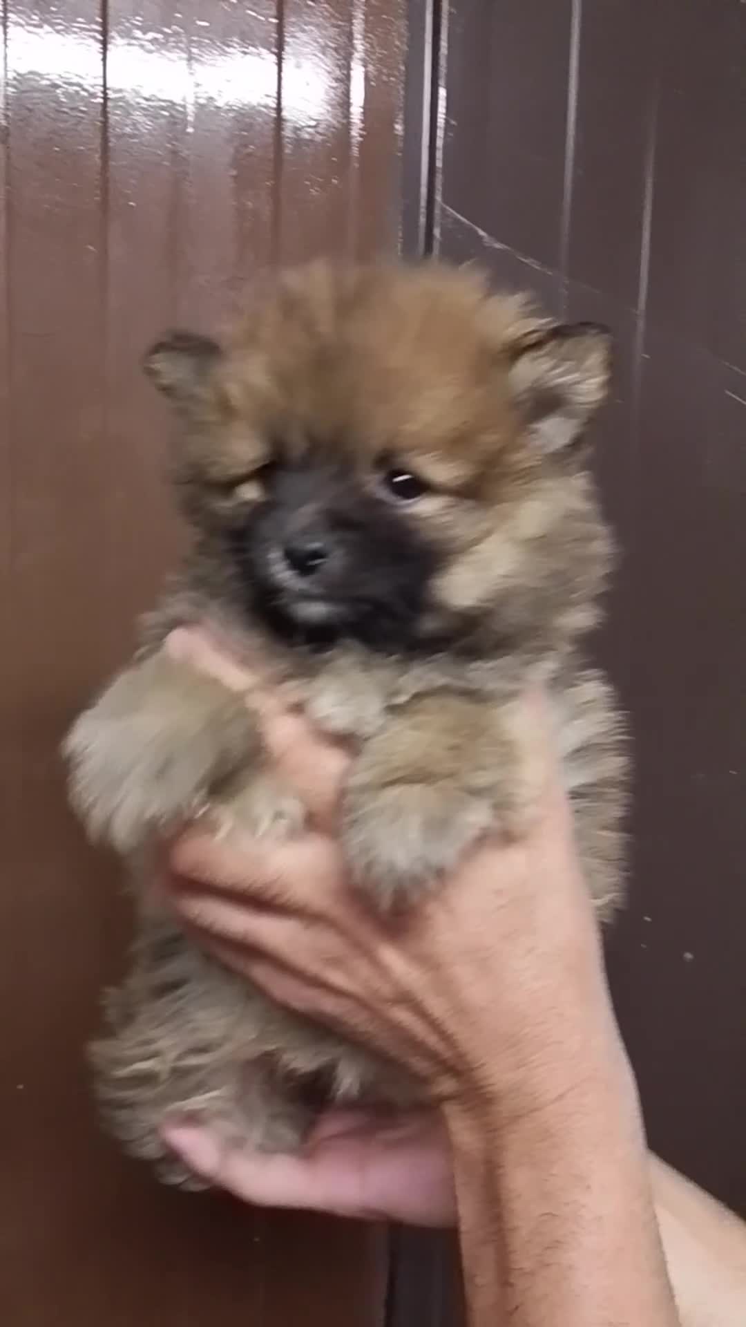 Pomerania perros en venta: Pomerania 616121781 - Video 2