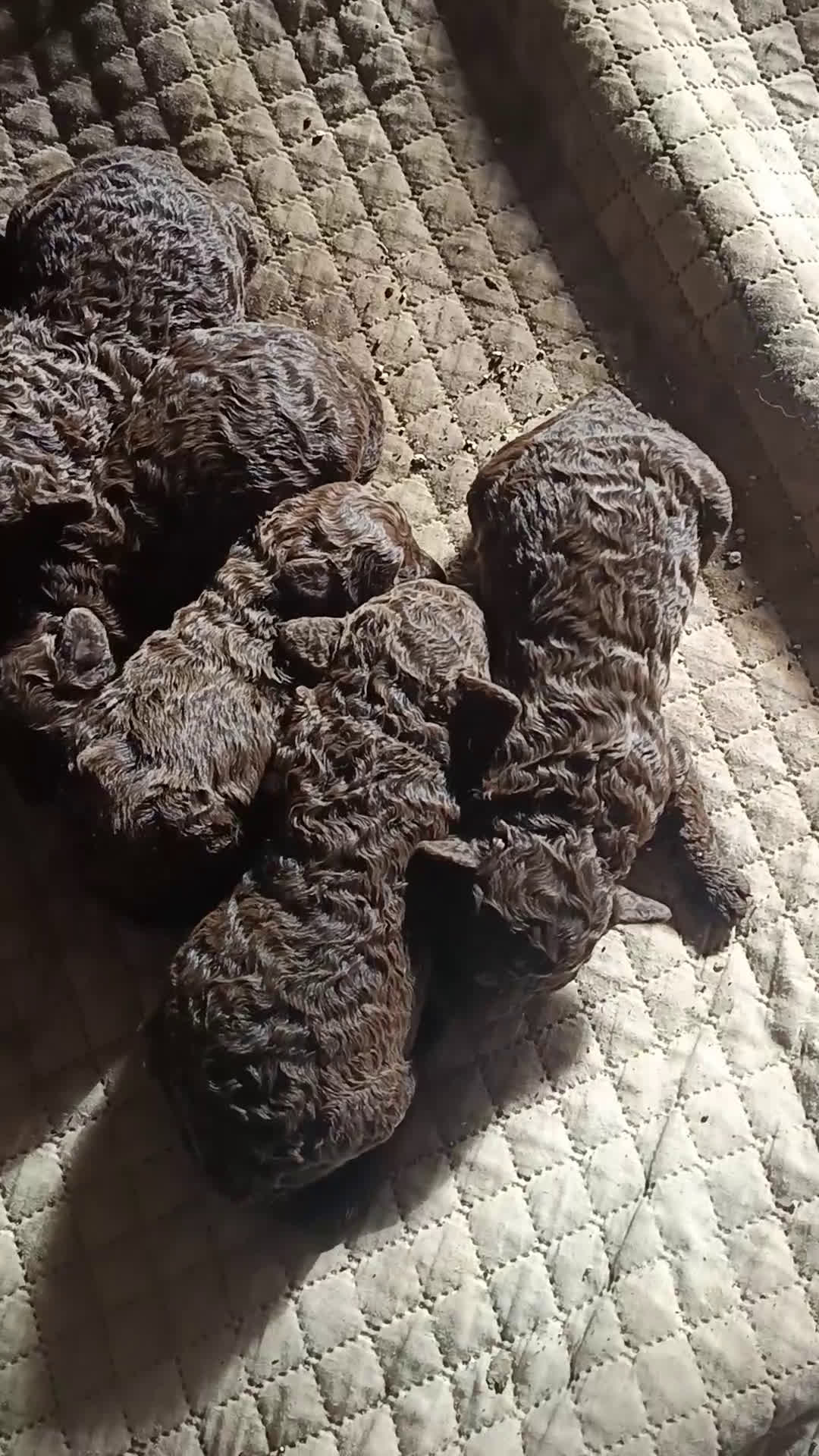 Perro de Agua Español perros en venta: Perro de agua  - Video 1