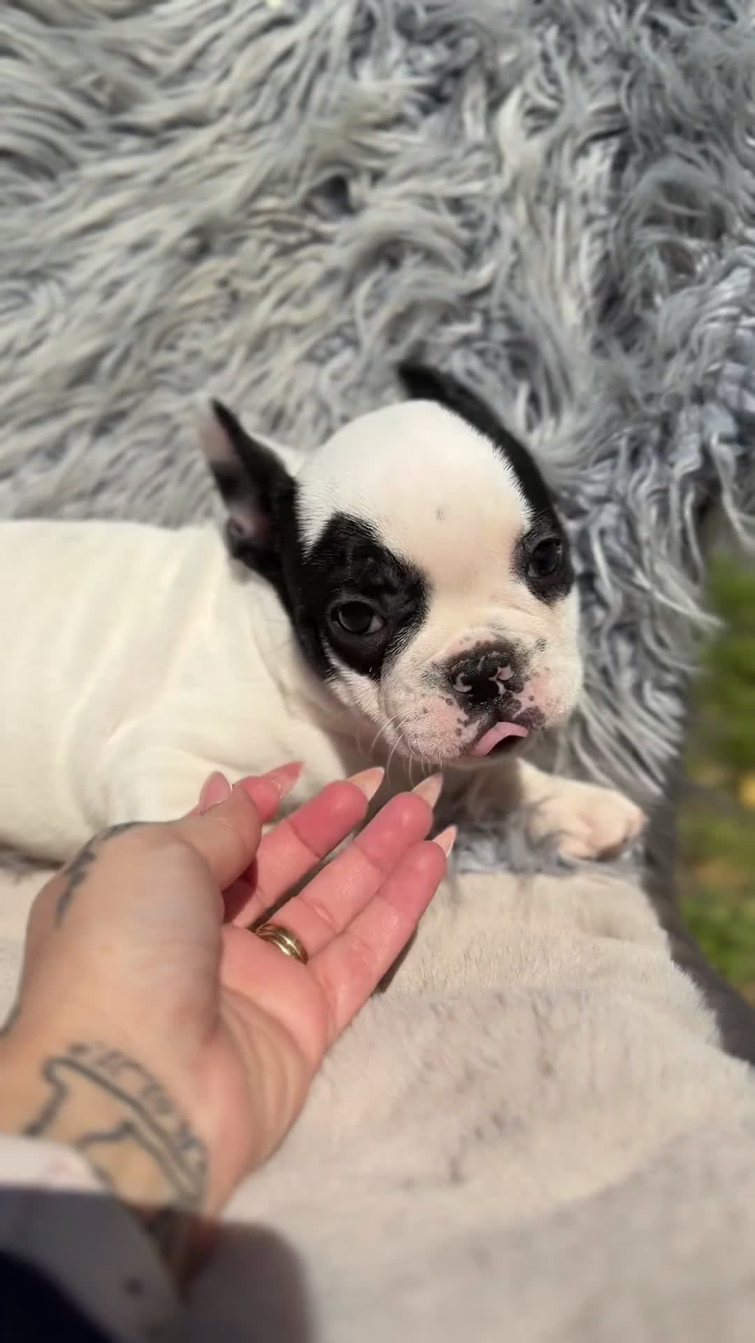 Bulldog Francés perros en venta: Bulldog vaca  - Video 2