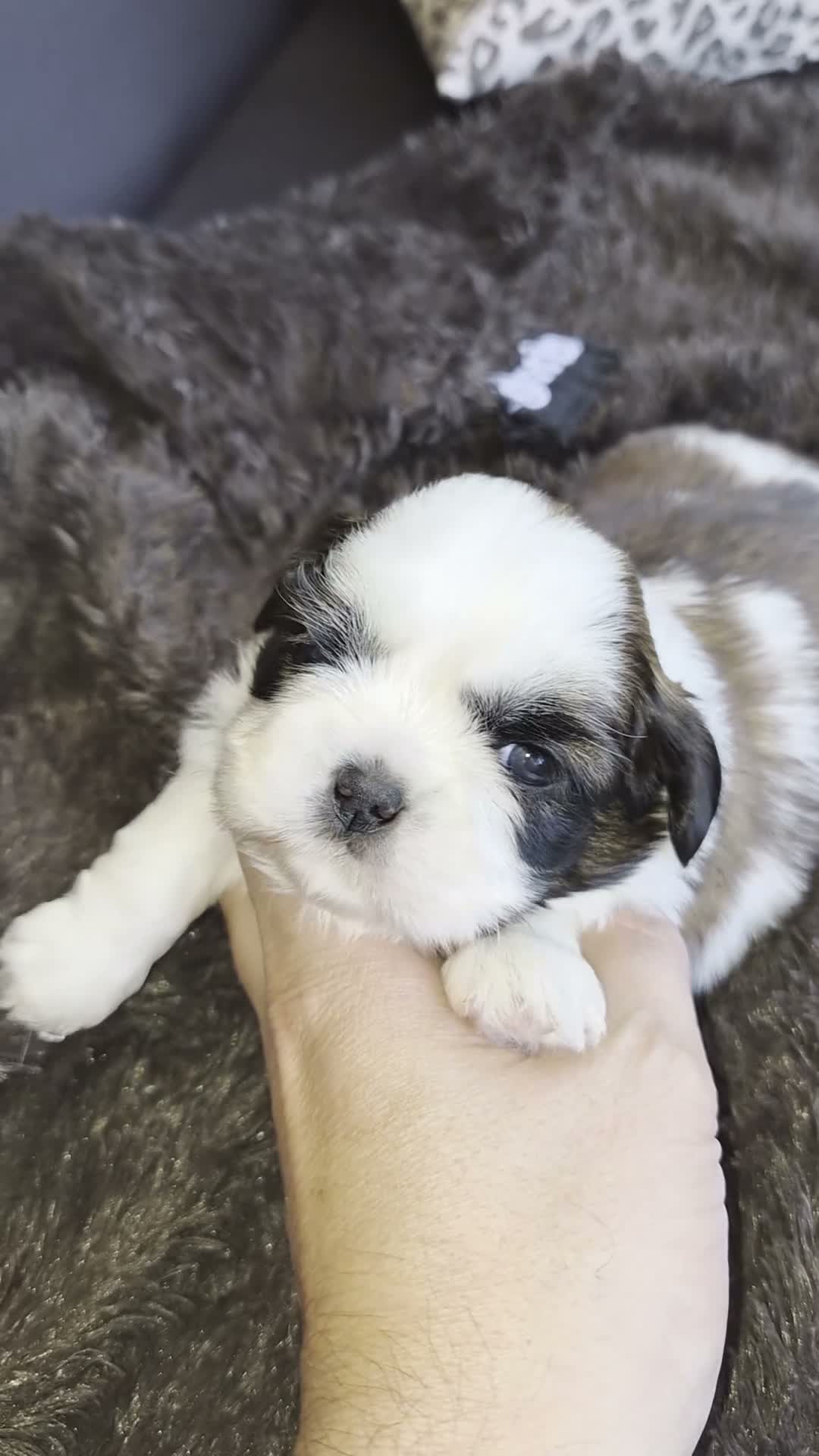 Shih Tzu perros en venta: Hembritas shih tzu - Video 2