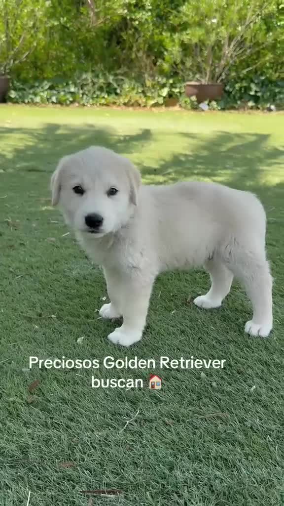 Golden Retriever perros en venta: Disponible Machos de Golden Retriever  - Video 1