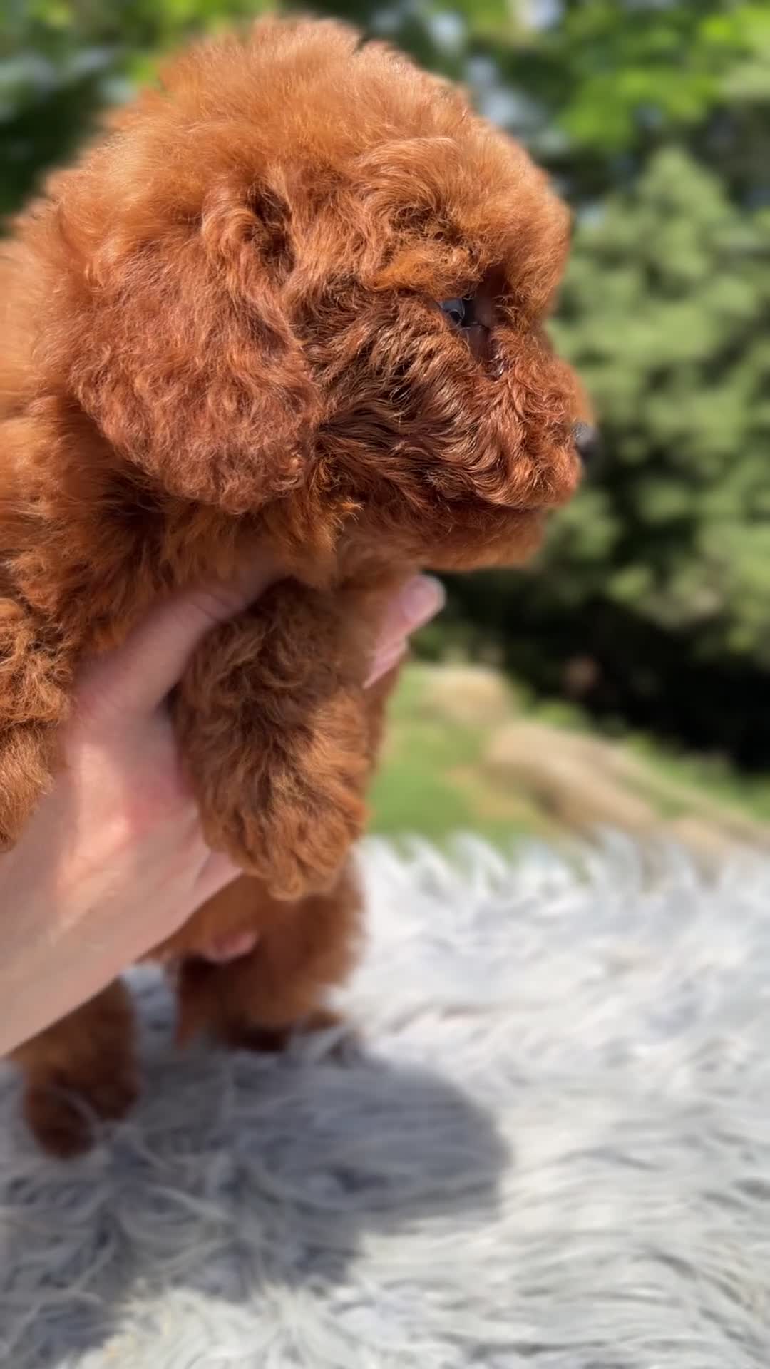 Caniche Toy perros en venta: Caniche Toy macho rojo  - Video 2
