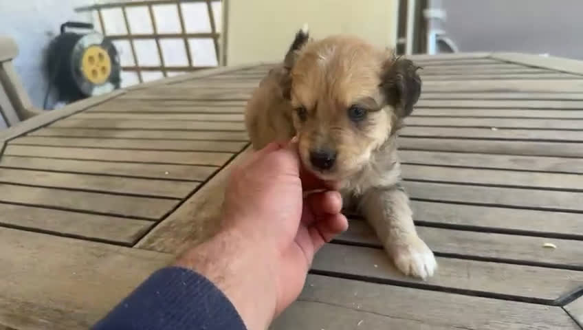 Raza Mixta perros en venta: Golden con bulldog  - Video 2