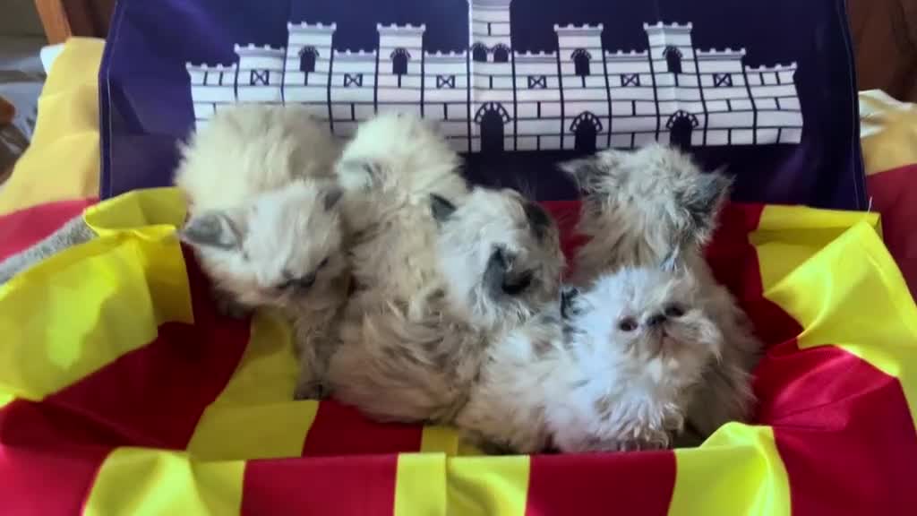 Persa gatos en venta: Persas himalayos - Video 1