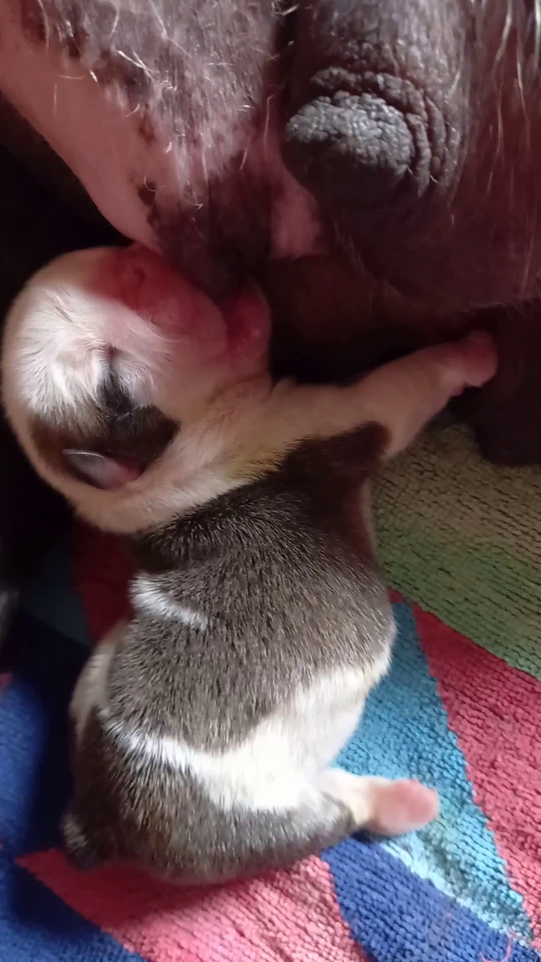 Bulldog Inglés perros en venta: Cachorro bulldog ingles  - Video 3