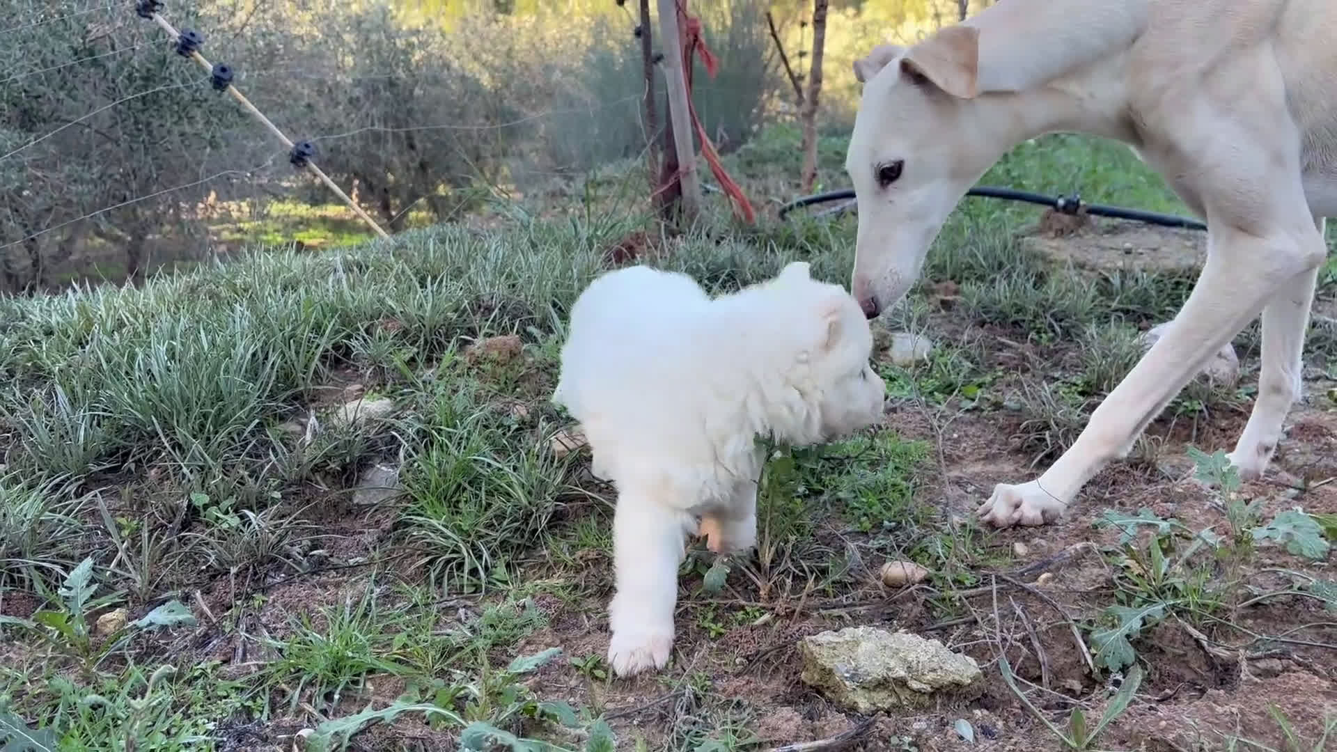 Pastor Blanco Suizo perros en venta: Precioso pastor suizo con super pedigree 🐾🐾 - Video 1