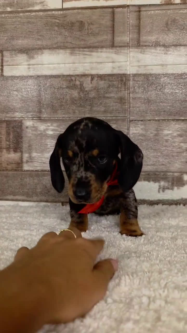 Teckel perros en venta: TECKEL MINIATURA Y KANINCHEN - Video 1