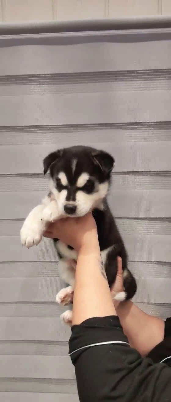 Husky Siberiano perros en venta: Pareja de Husky siberiano - Video 1