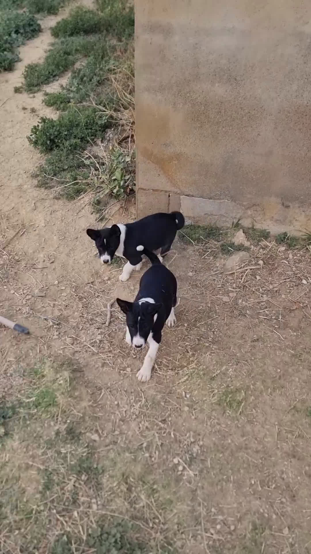 Basenji perros en venta: magnificos cachorros basenji negro/blanco - Video 1