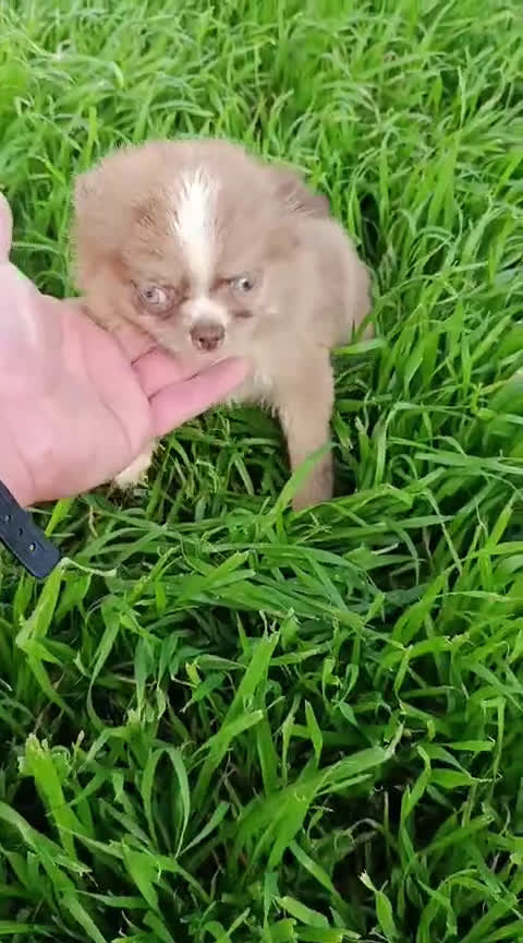 Chihuahua perros en venta: Chihuhua pelo largo  - Video 1