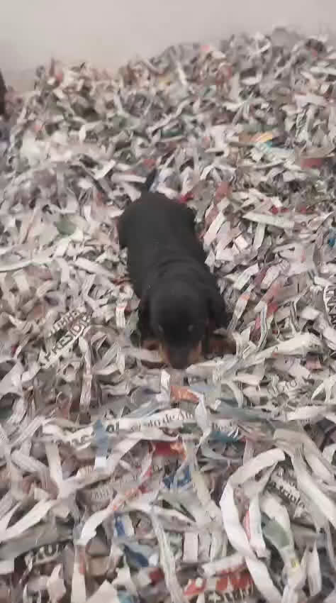 Teckel Miniatura perros en venta: Teckel mini - Video 1