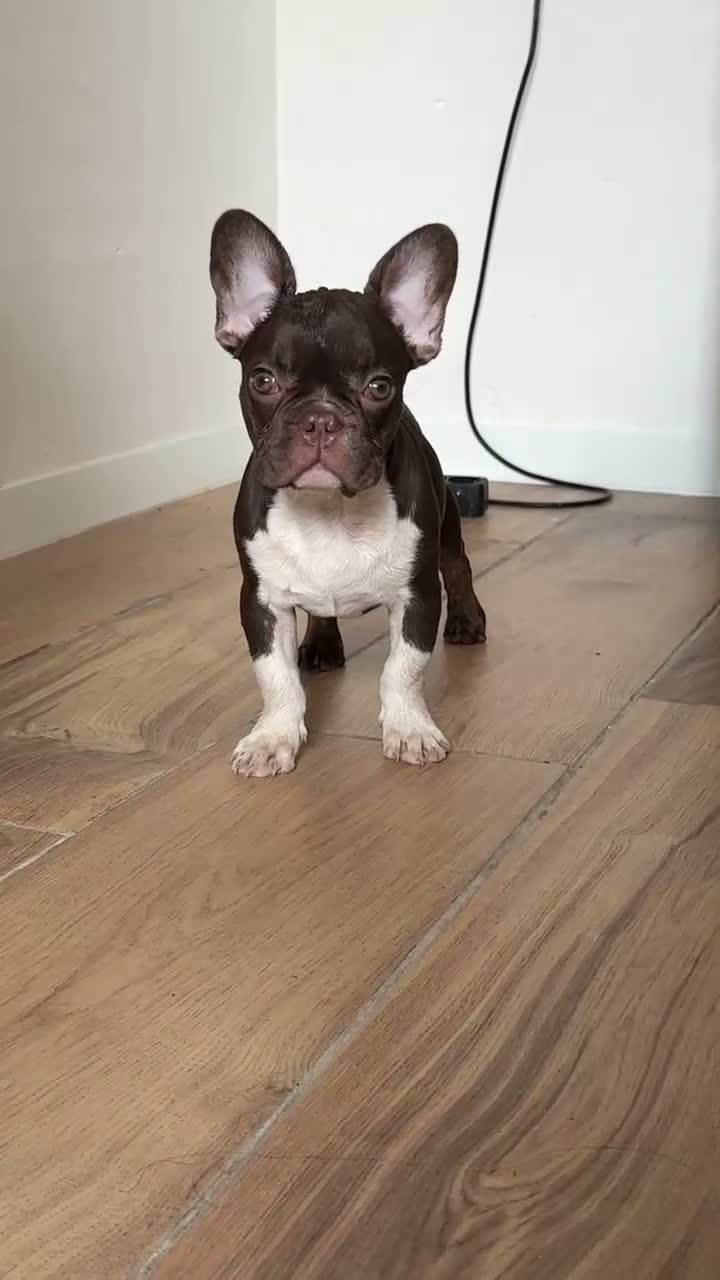 Bulldog Francés perros en venta: Bulldog francés chocolate  - Video 1