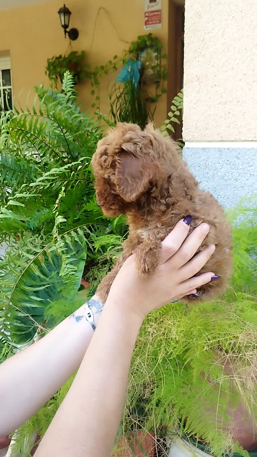 Caniche Toy perros en venta: CANICHES ROJOS EXCLUSIVOS  - Video 2