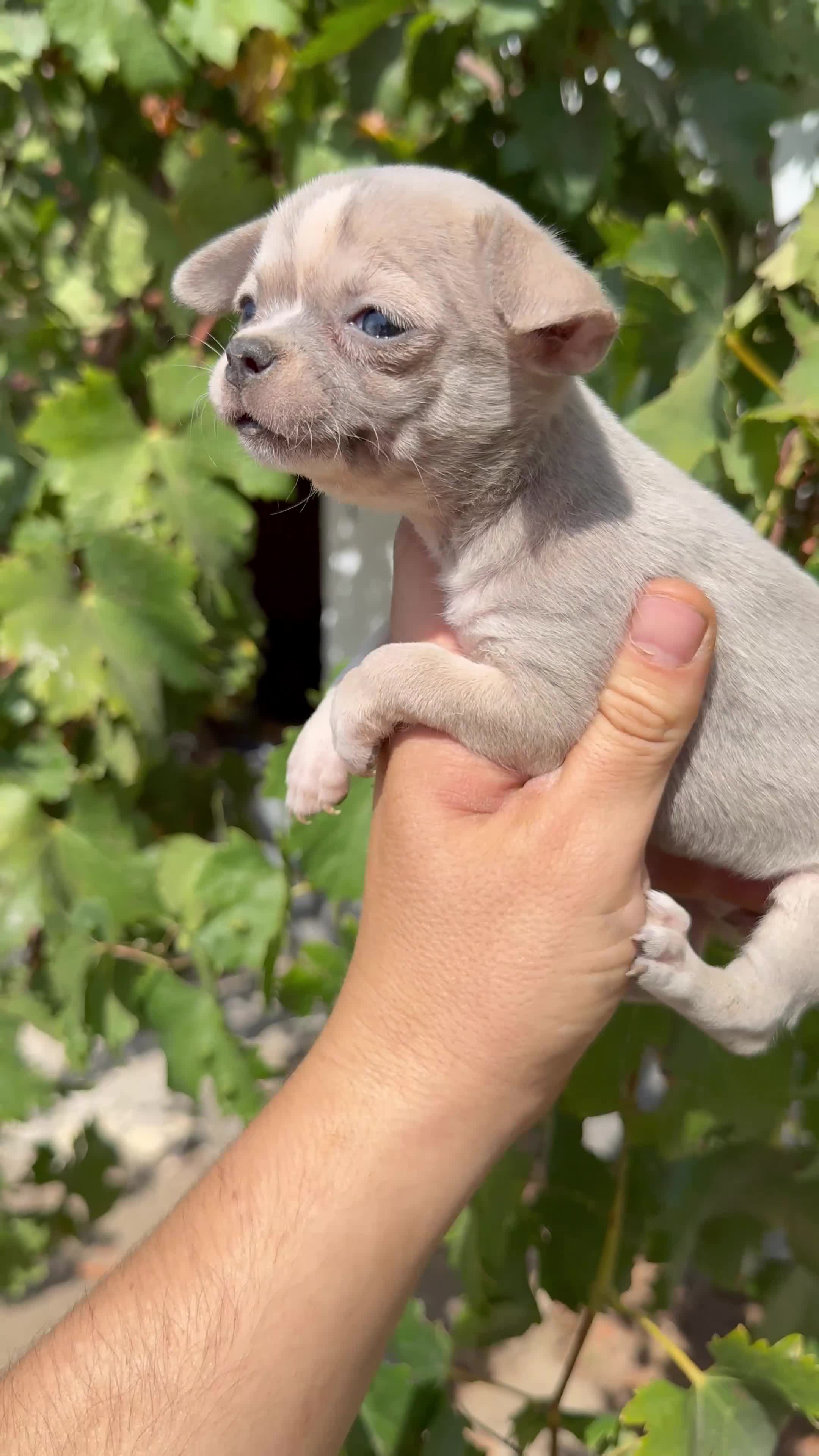 Chihuahua perros en venta: Chihuahua  - Video 1