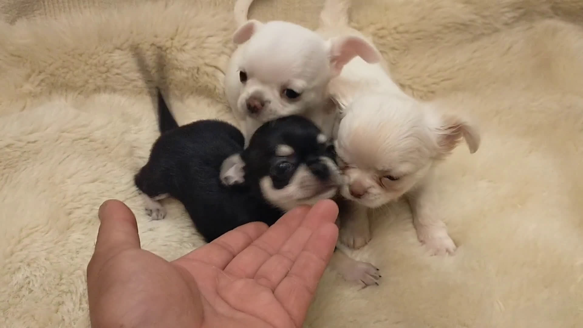Chihuahua perros en venta: Chihuahuas cabecita de manzana 🍏 - Video 2