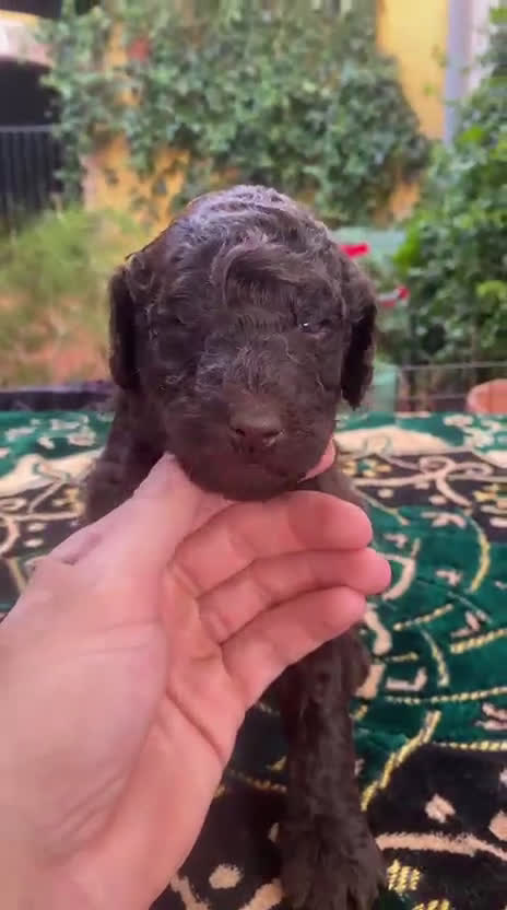 Caniche Gigante perros en venta: Caniche gigante machos  - Video 2