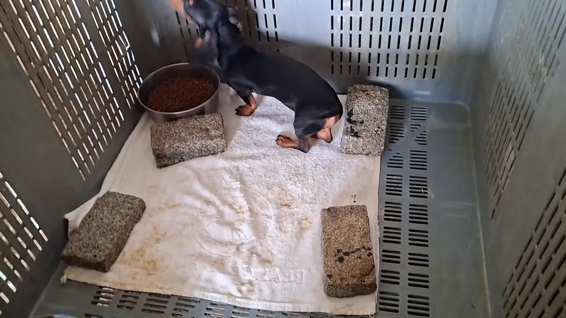 Teckel perros en venta: Teckel canichen negro y fuego - Video 1