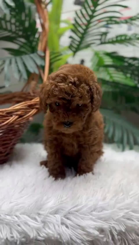 Caniche Toy perros en venta: CANICHE TOY-CACHORRO LISTO PARA ENTREGAR - Video 1