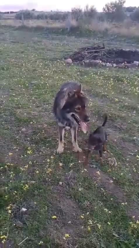 Perro Lobo Checoslovaco perros en venta: UTONOGAN (PERRO LOBO) - Video 1