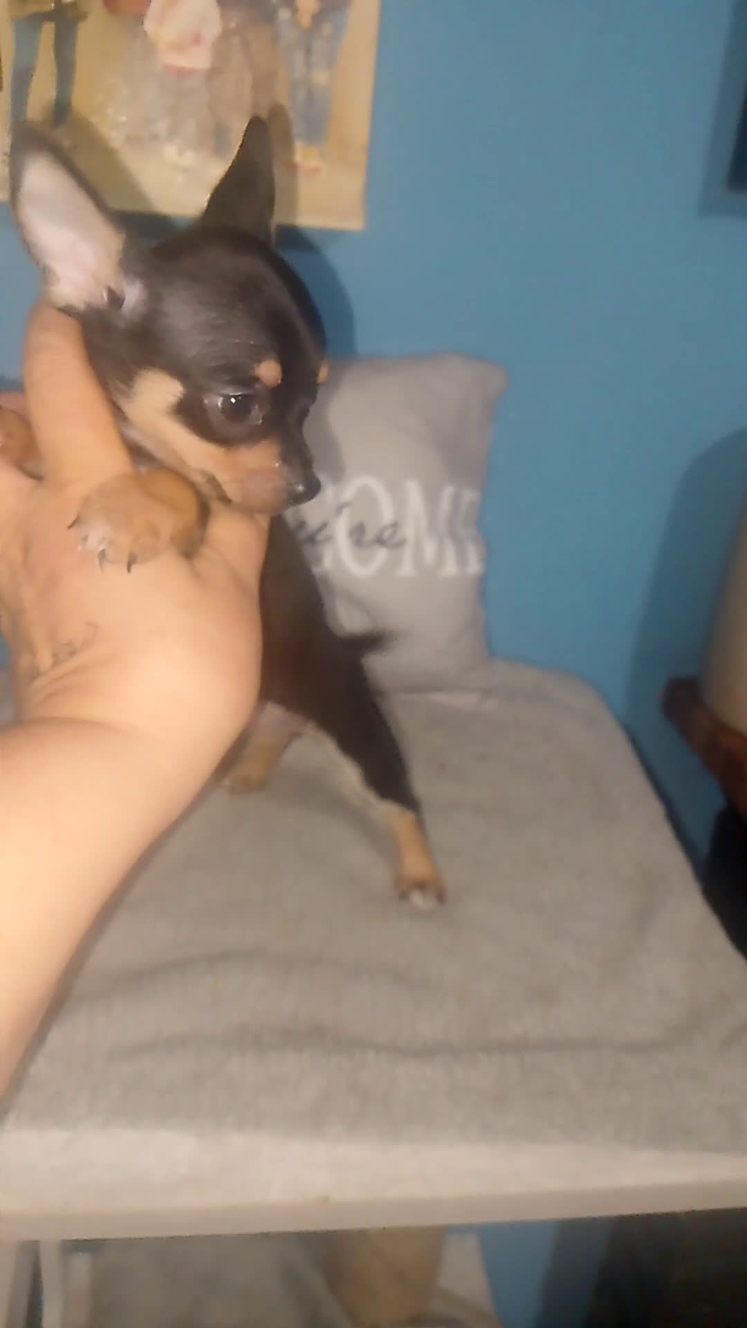 Chihuahua perros en venta: Chihuahua macho enano  - Video 1
