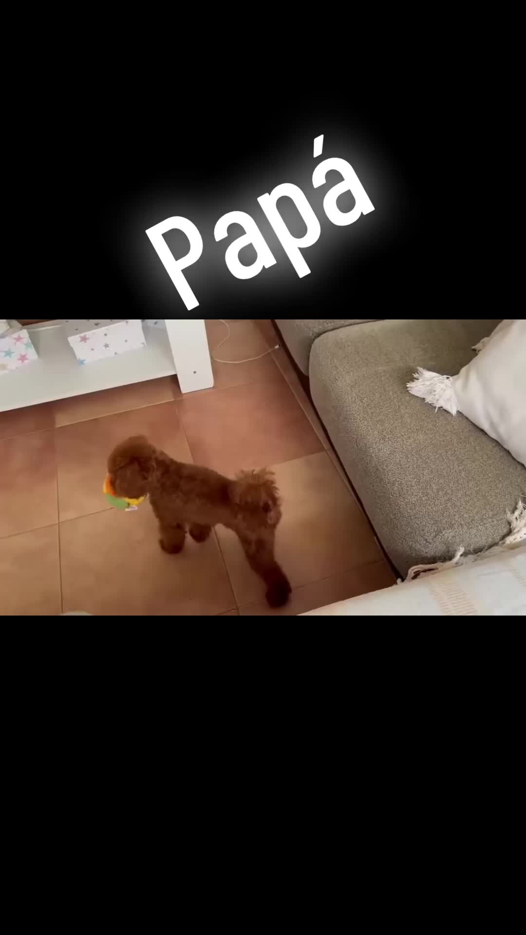 Caniche Toy perros en venta: Caniche Toy, nueva camada !!! Asiáticos  - Video 1