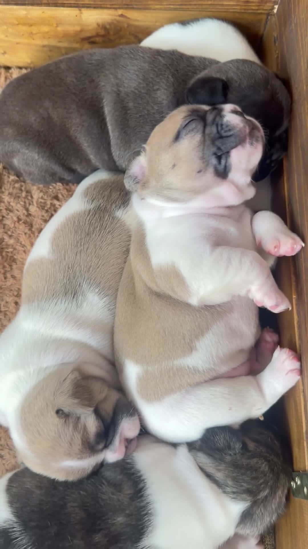 Bulldog Francés perros en venta: Cachorro bulldog frances - Video 2