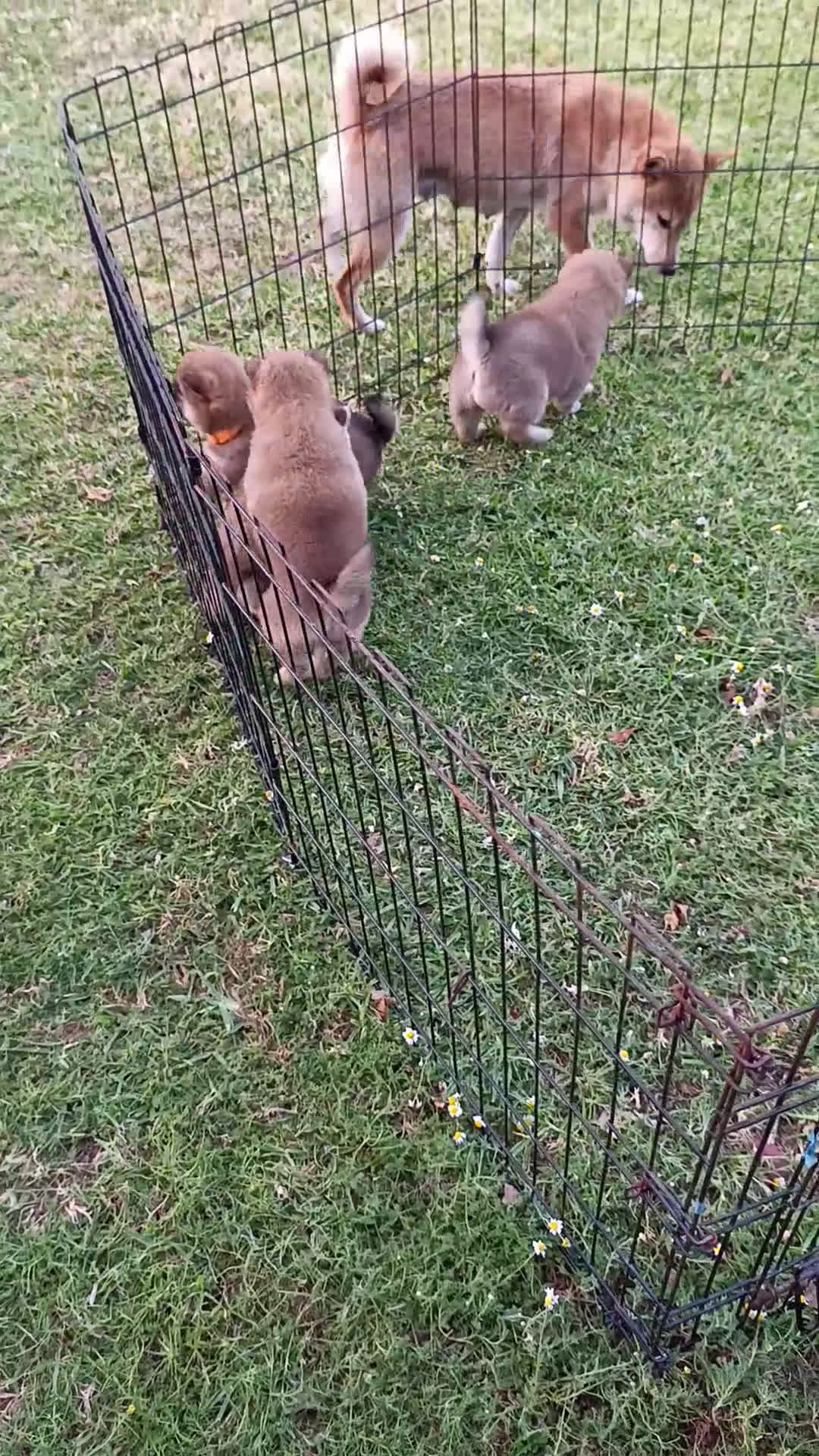 Shiba Inu perros en venta: Shiba Inu Galicia - Video 3