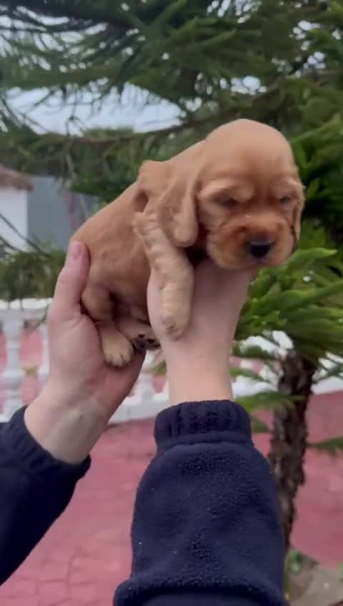 Cocker Spaniel Americano perros en venta: Cocker spanish Macho dorado Hembra Negra - Video 3