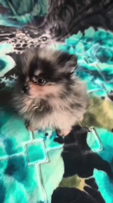 Pomerania perros en venta: Pomerania merle mini  - Video 1