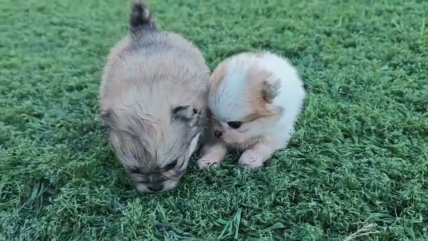 Pomerania perros en venta: Pomerania - Video 1