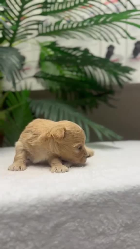 Maltipoo perros en venta: MALTIPOO - Video 1