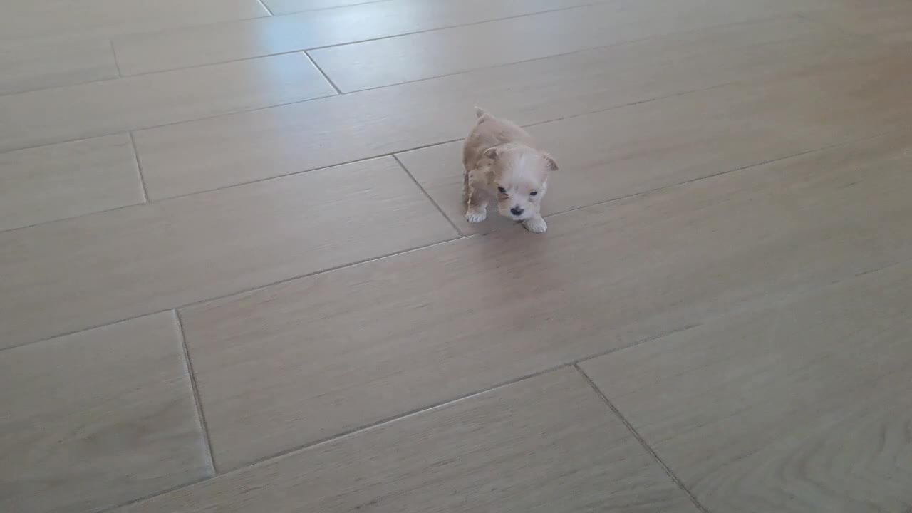 Maltipoo perros en venta: Maltipoo Toy - Video 3