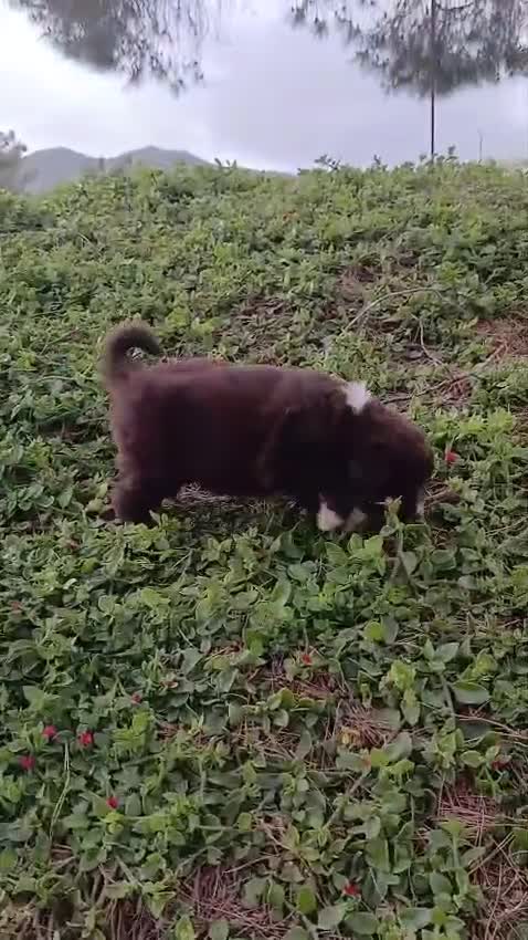 Perro de Agua Español perros en venta: 🐾 CACHORROS DE PERRO DE AGUA ESPAÑOL 🐾 - Video 1