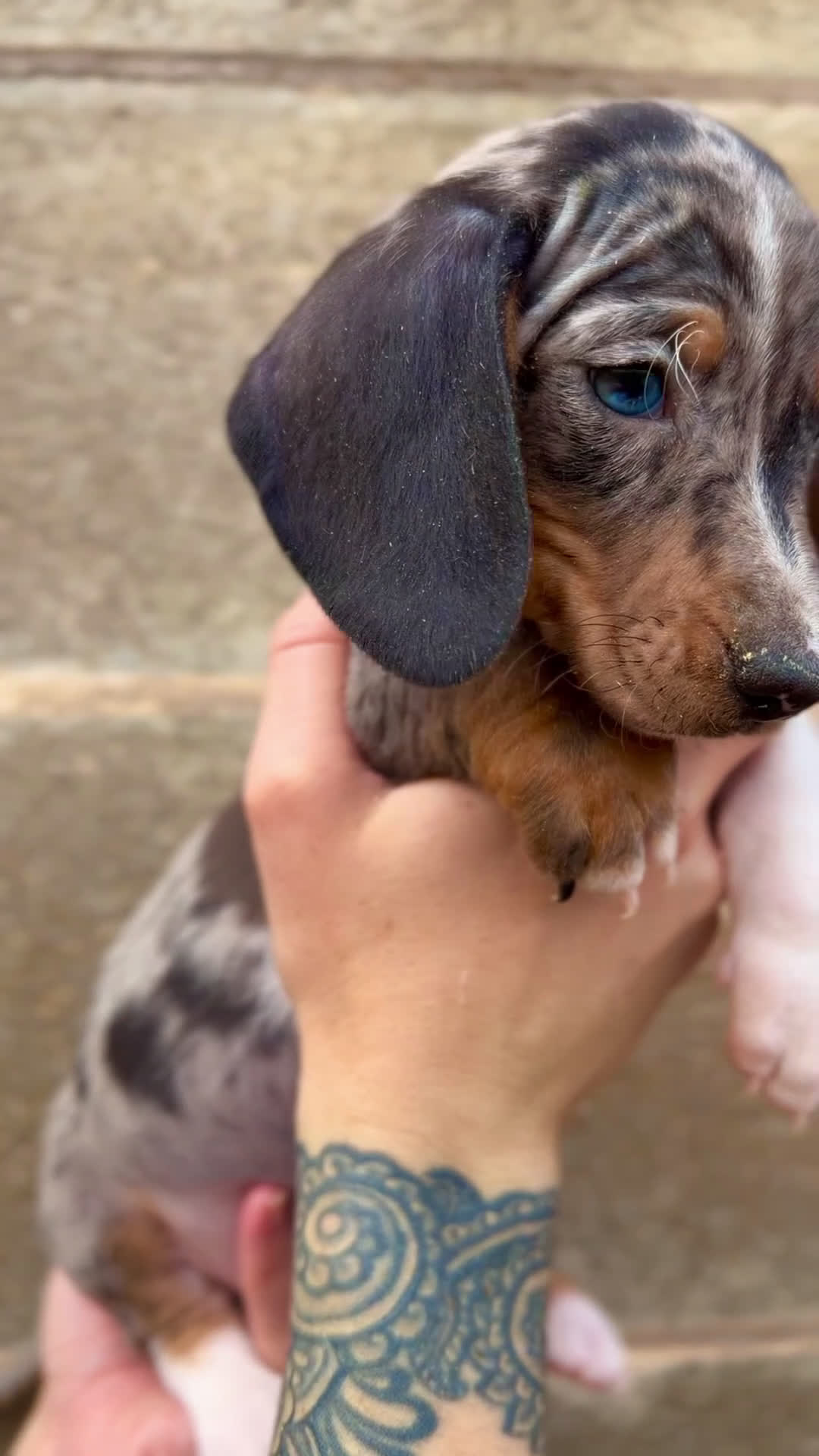 Teckel Miniatura perros en venta: Teckel Arlequin ojo azul  - Video 1