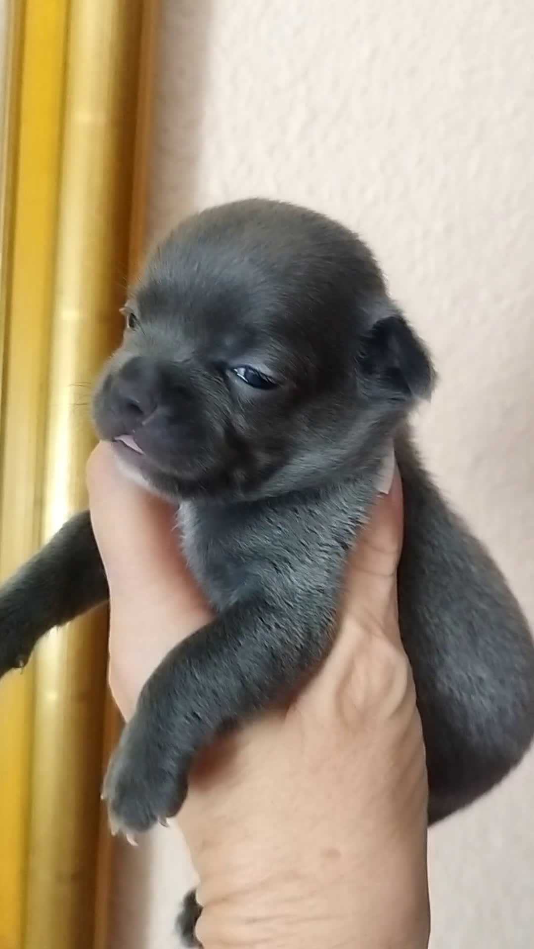 Chihuahua perros en venta: CHIHUAHUAS TOYS BLUE  - Video 1