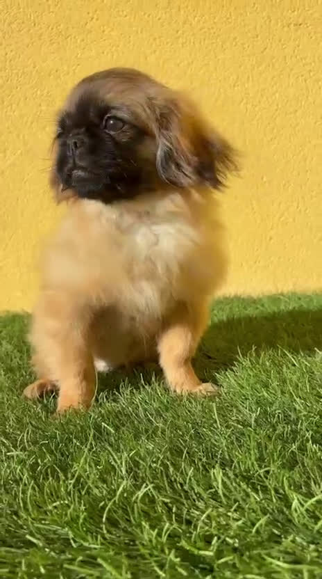 Pekinés perros en venta: hembra de pekines imperial marroncita muy guapa - Video 1