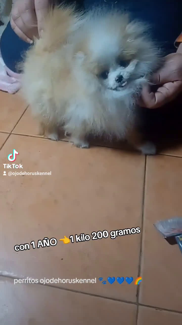Pomerania perros en venta: Miniatura pomerania boo blancos ositos 💙💙 - Video 3