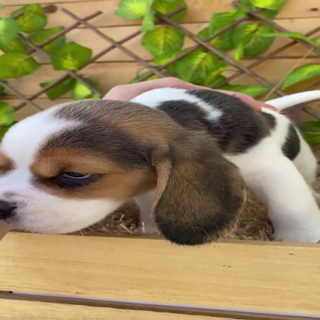 Beagle perros en venta: Camada de Beagle - Video 2