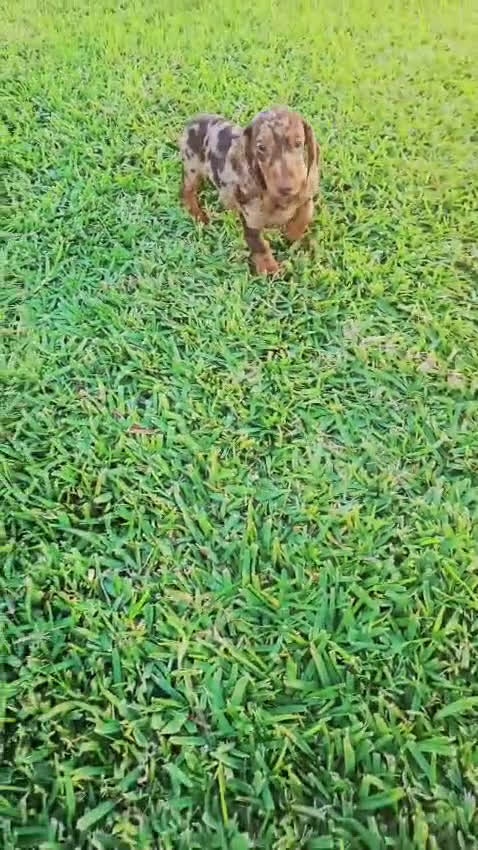 Teckel Miniatura perros en venta: TECKEL MINIATURA - Video 1