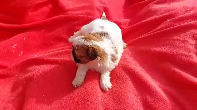 Shih Tzu perros en venta: SHIH TZU MACHO EXCLUSIVO  - Video 1