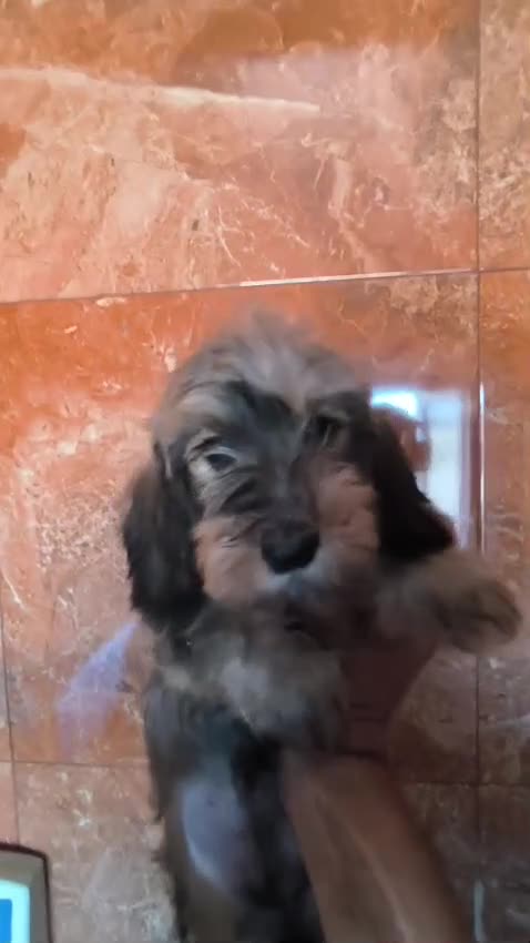 Teckel Miniatura perros en venta: TECKEL KANINCHEN DE PELO DURO Y MINIATURA  - Video 1