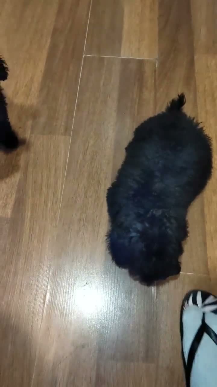 Caniche Toy perros en venta: Caniches Toy Macho - Video 1