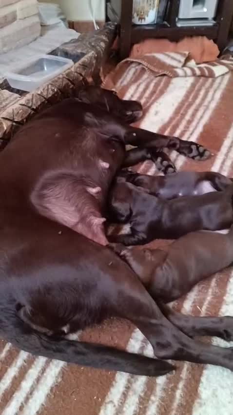 Labrador Retriever perros en venta: Labrador Retriever  - Video 1