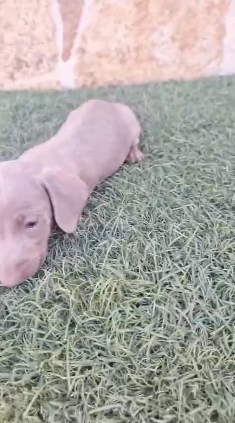 Teckel perros en venta: Teckel Mini Isabella - Video 2